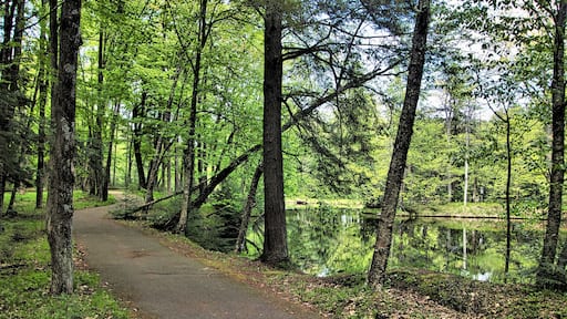On a late Spring day at Brunet Island State Park, a hiking trail winds its way through lush green forestland alongside a reflecting Chippewa River near Cornell, WI.