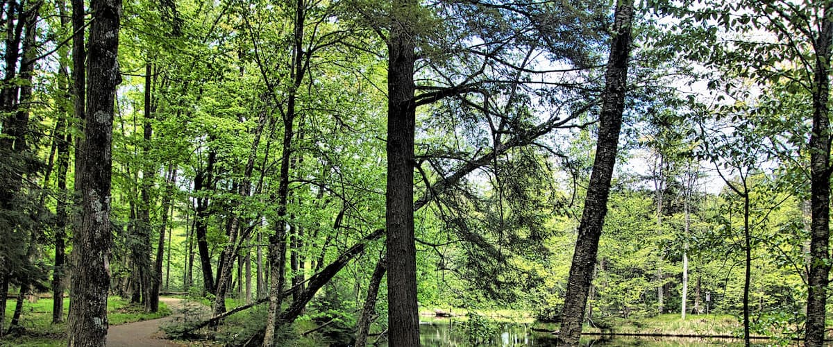 On a late Spring day at Brunet Island State Park, a hiking trail winds its way through lush green forestland alongside a reflecting Chippewa River near Cornell, WI.