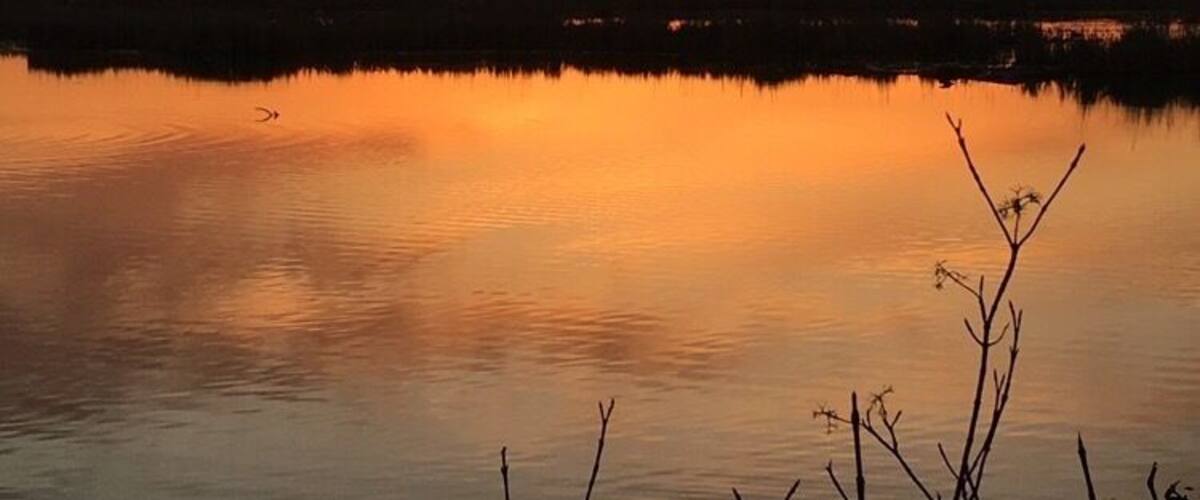 Sunset in a marsh full of flutter and critters