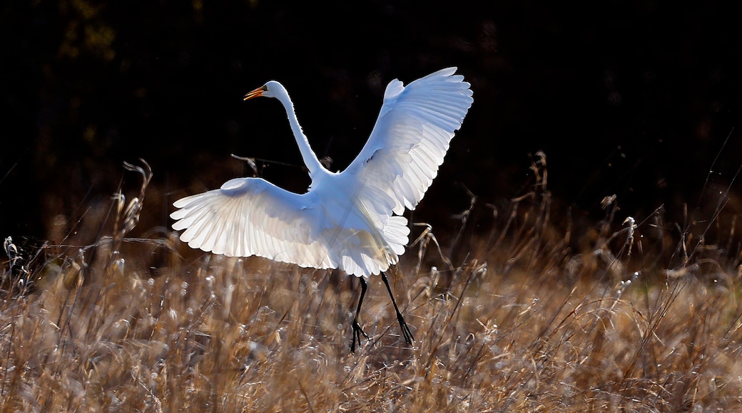 White Egret at Horicon Wildlife Refuge.