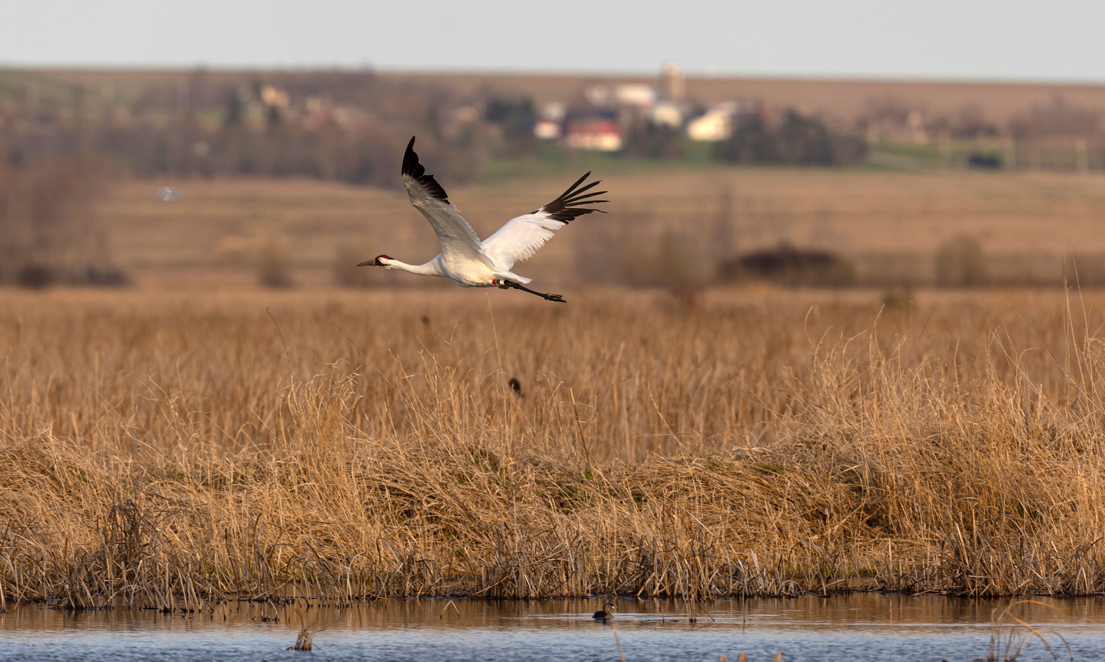 Whooping Crane at Horicon Wildlife Refuge.