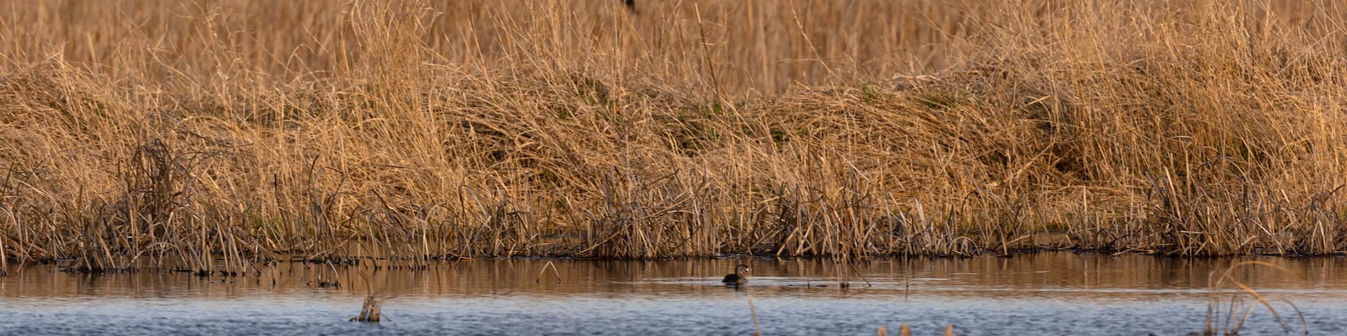 A bird in flight over a marshy landscape with dry reeds and a body of water.