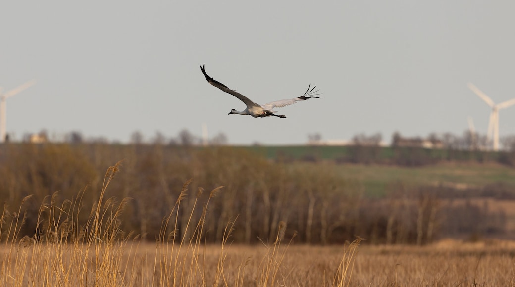 Whooping Crane at Horicon Wildlife Refuge.
