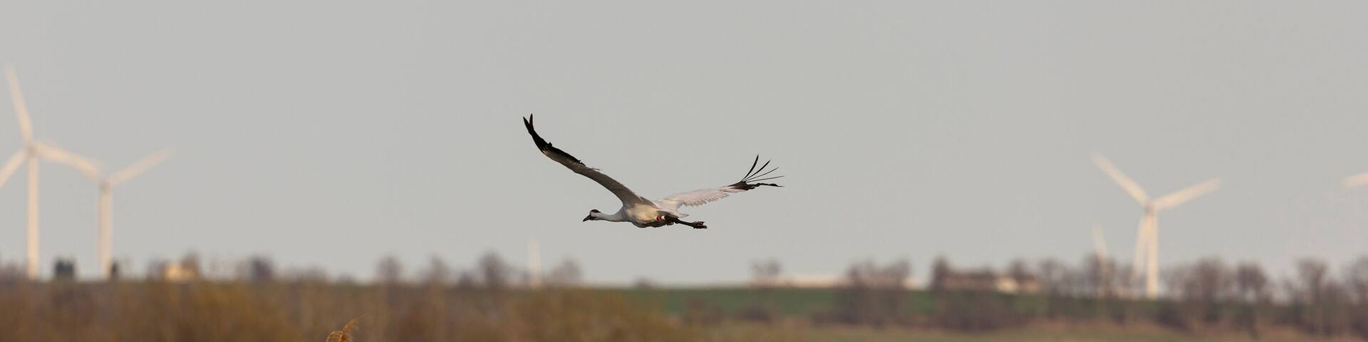 Whooping Crane at Horicon Wildlife Refuge.