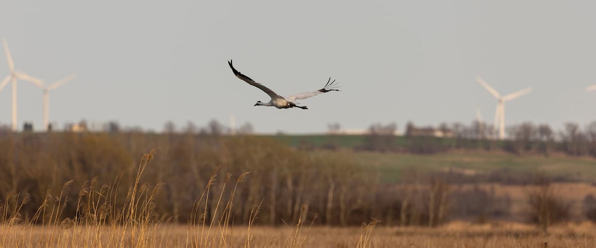 A bird flying over a field with wind turbines in the background.