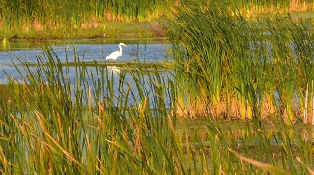 A white egret stands out in the pond full of fall color. Soon this pond will #adventure frozen and the Egret will fly south