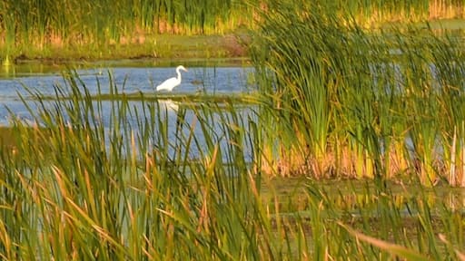 A white egret stands out in the pond full of fall color. Soon this pond will #adventure frozen and the Egret will fly south