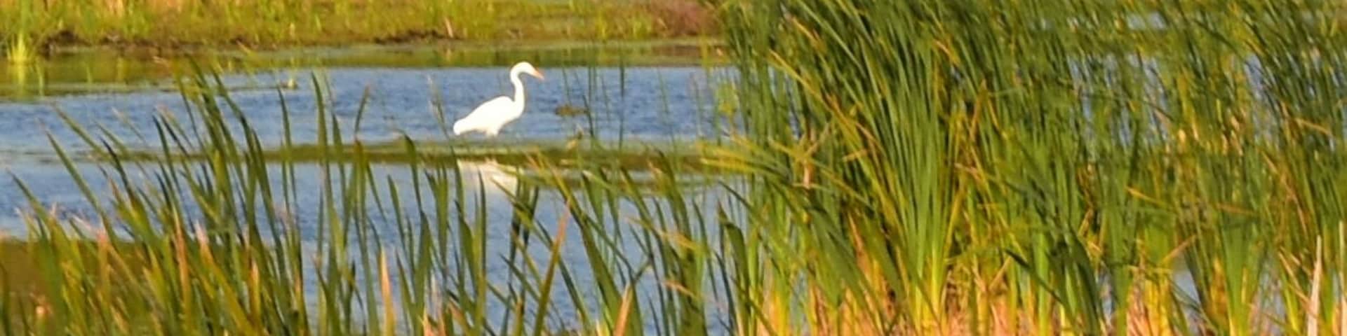 A white egret stands out in the pond full of fall color. Soon this pond will #adventure frozen and the Egret will fly south