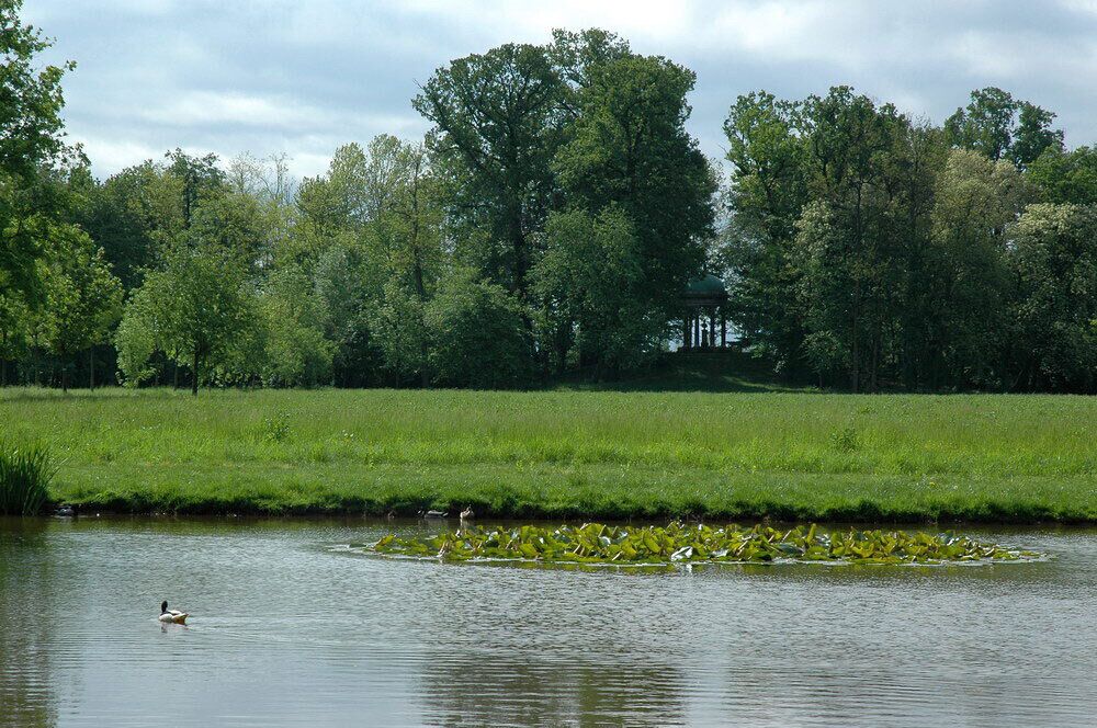 A pond with ducks and a gazebo in the background.