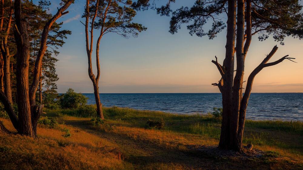 Trees by lake at sunset