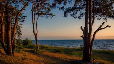 Trees by lake at sunset