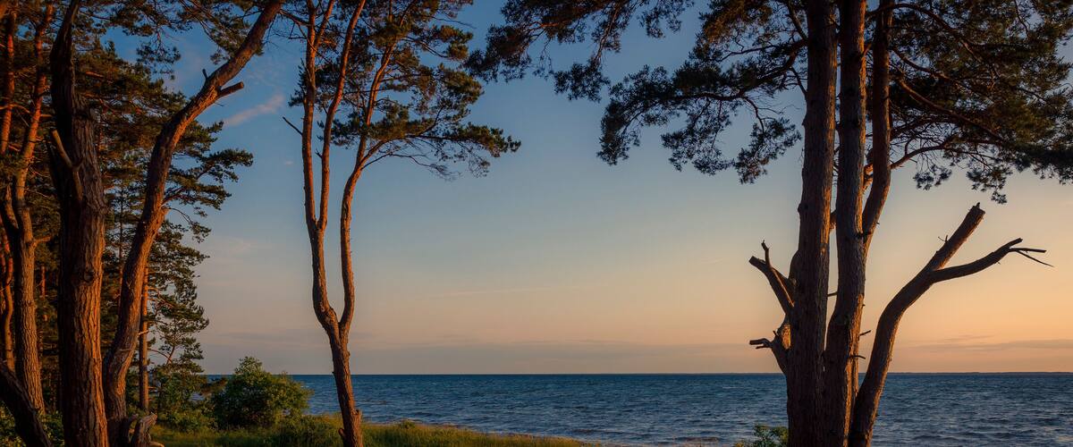 A coastal landscape with trees and a view of the sea at sunset.