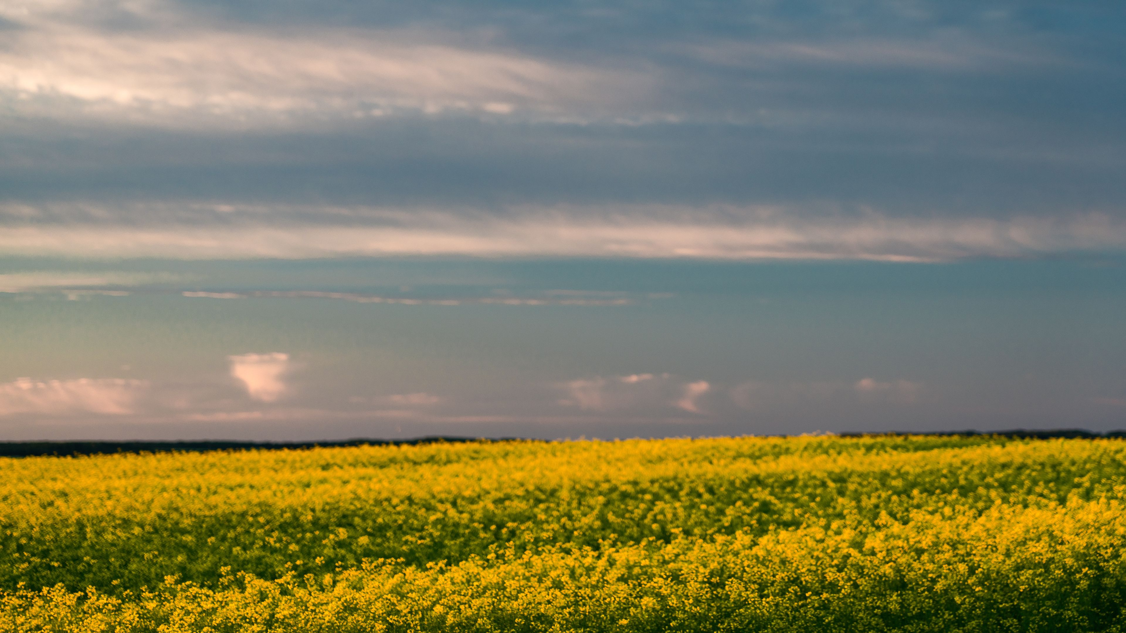 A field of yellow flowers under a cloudy sky.