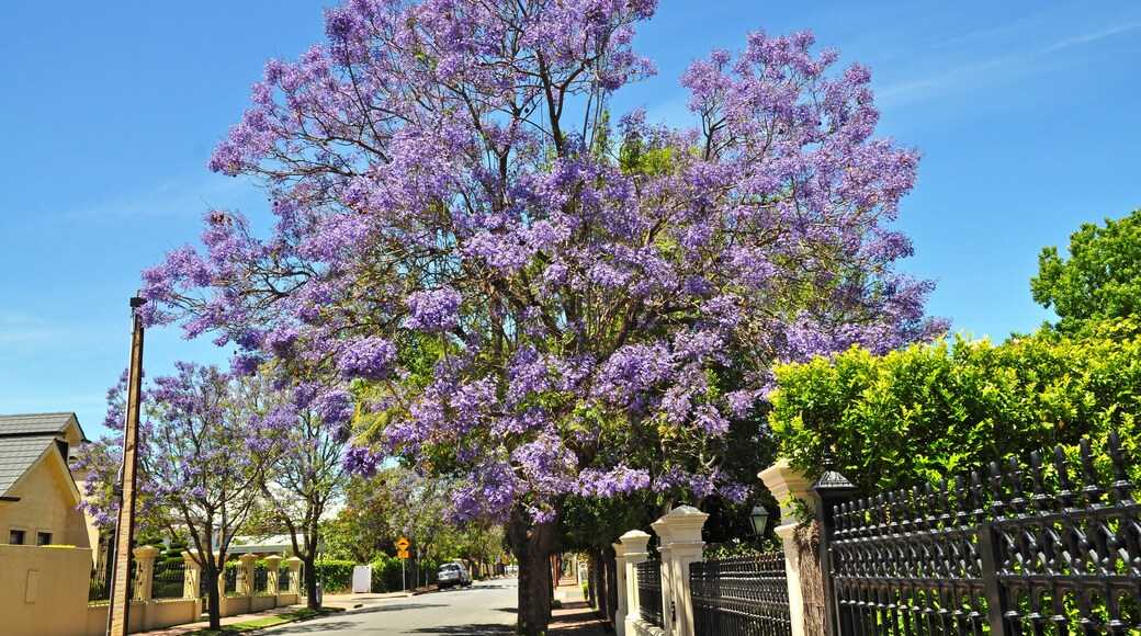 Blooming Blue Jacaranda Tree in Adelaide, Australia