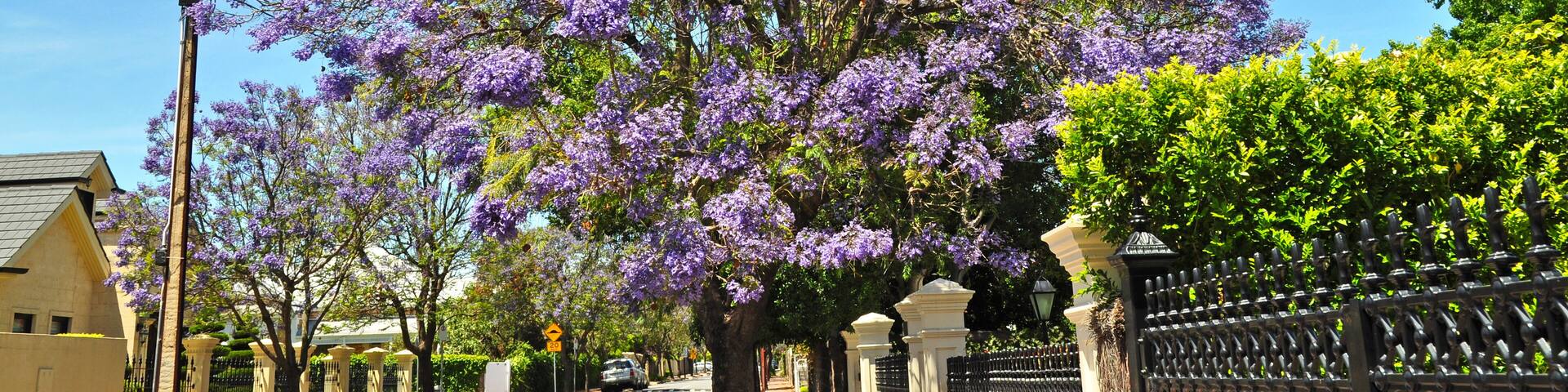 A tree with purple flowers, a street, and a fence.