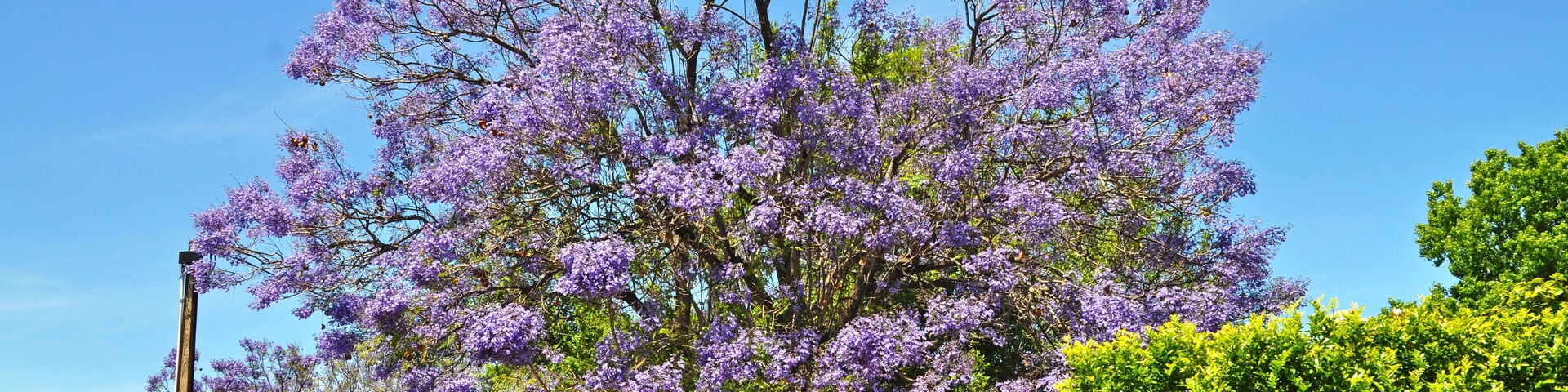 Blooming Blue Jacaranda Tree in Adelaide, Australia