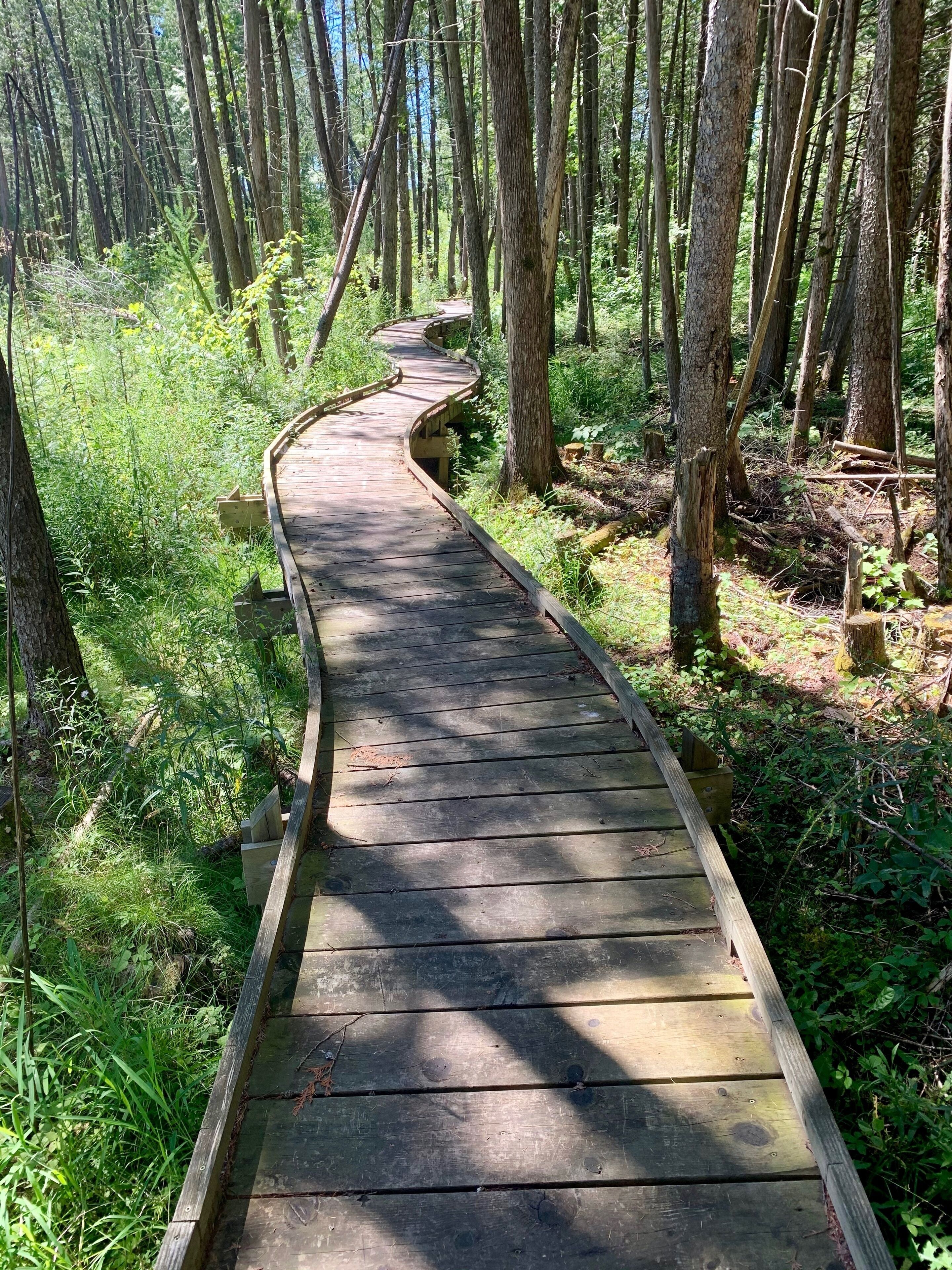 Boardwalk through the forest