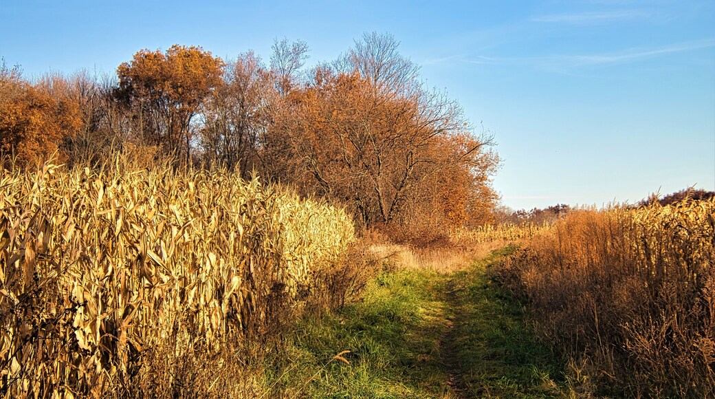 Under a sunny blue sky on a later-Autumn day in Wisconsin, the Ice Age Trail passes by a cron field and into an orange-colored forest.