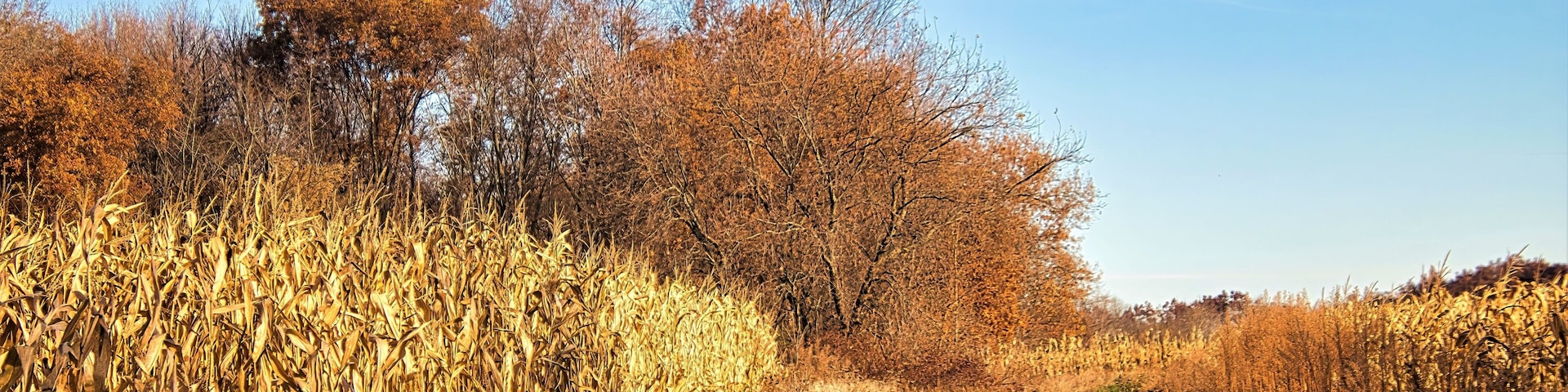 Under a sunny blue sky on a later-Autumn day in Wisconsin, the Ice Age Trail passes by a cron field and into an orange-colored forest.