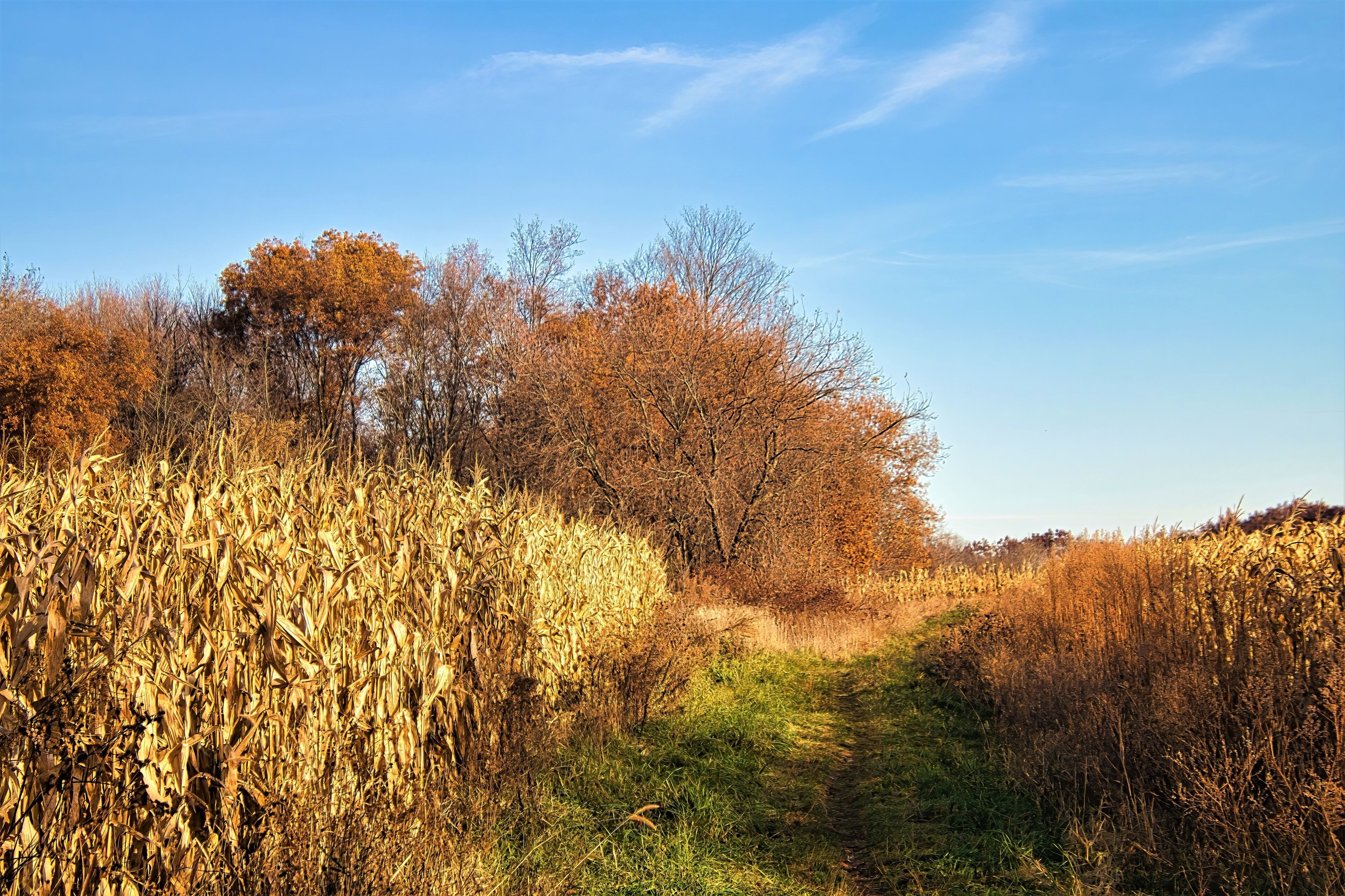 A cornfield with a path leading through it, surrounded by trees and shrubs.