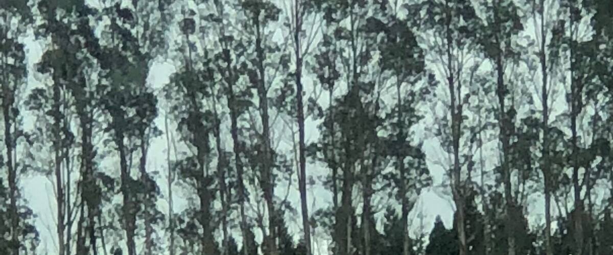 A dense forest of tall trees with a grassy hill in the foreground.