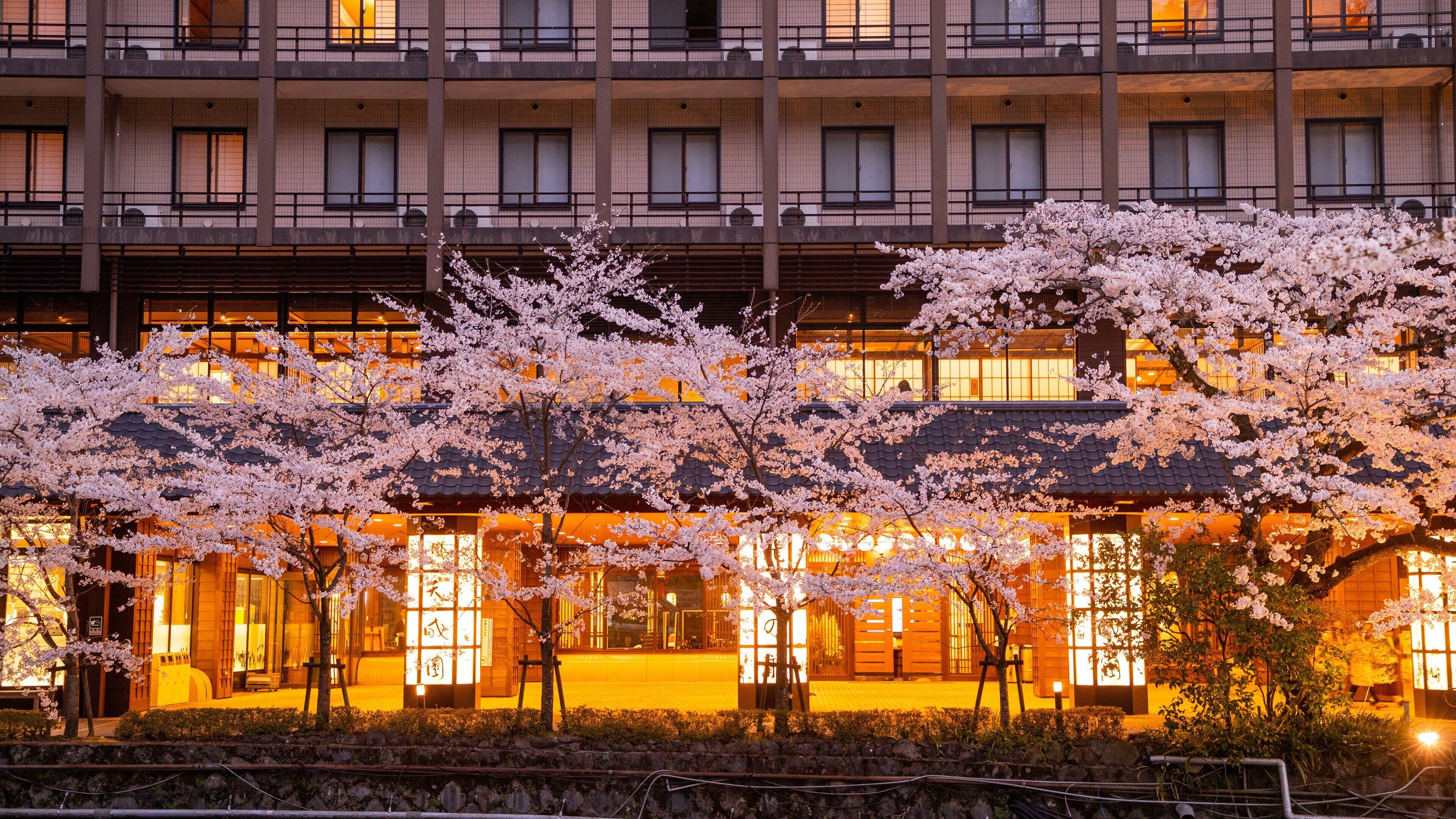 Hakone Hot Springs featuring night scenes and wildflowers