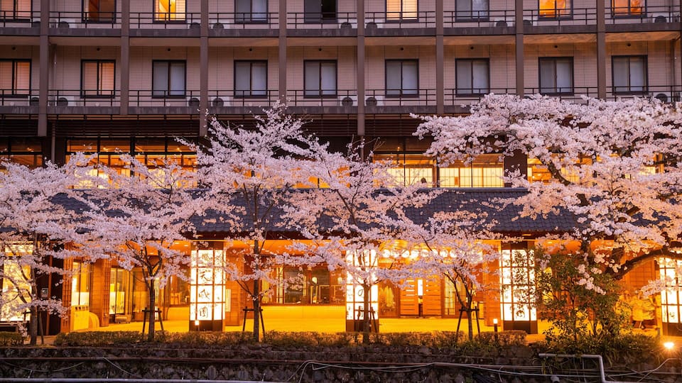 Hakone Hot Springs featuring night scenes and wildflowers