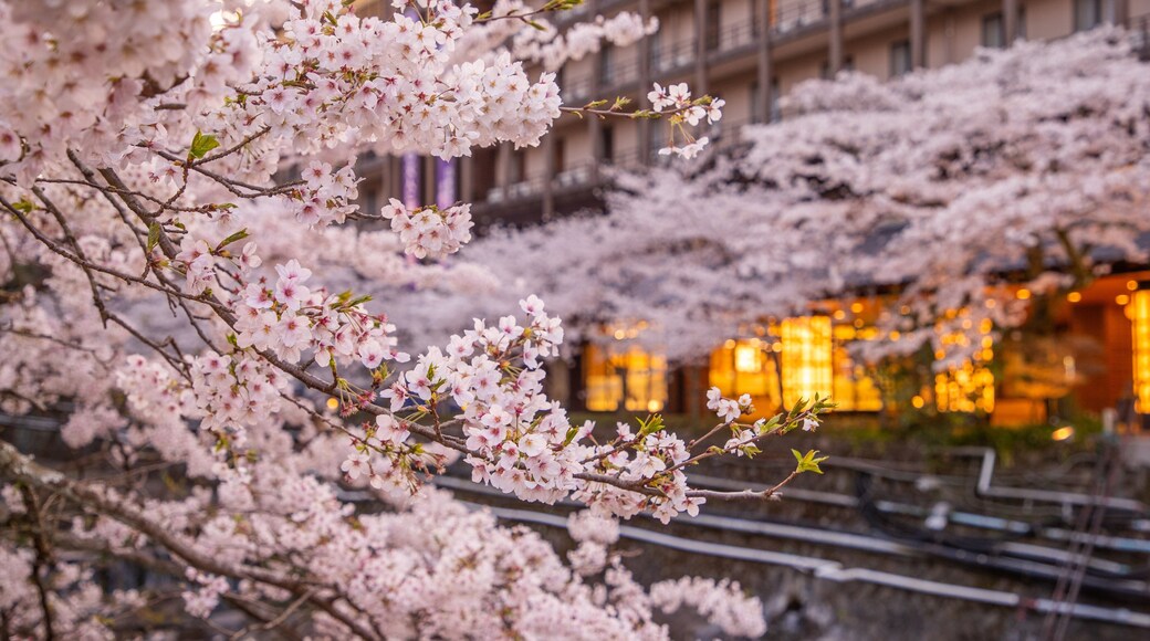 Hakone Hot Springs showing wildflowers
