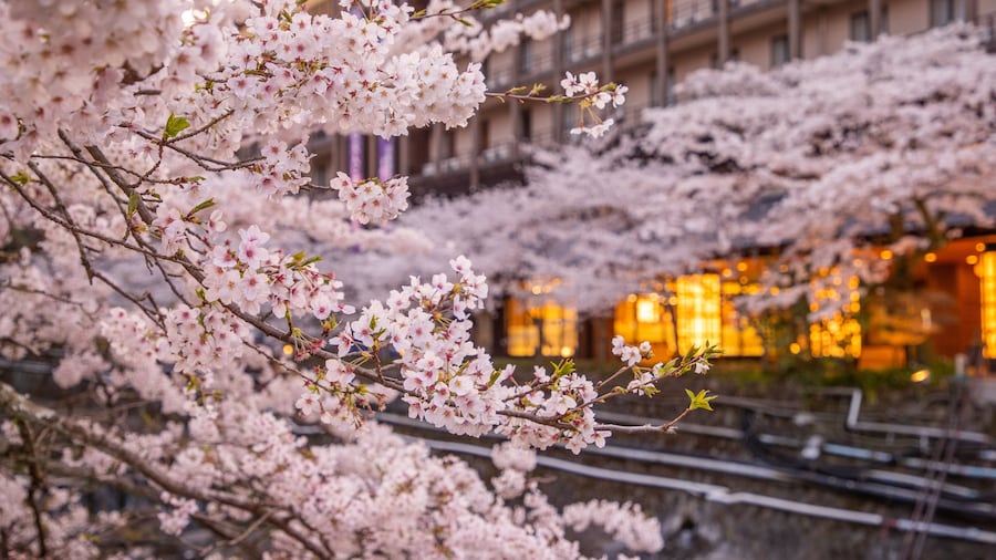 Hakone Hot Springs showing wildflowers