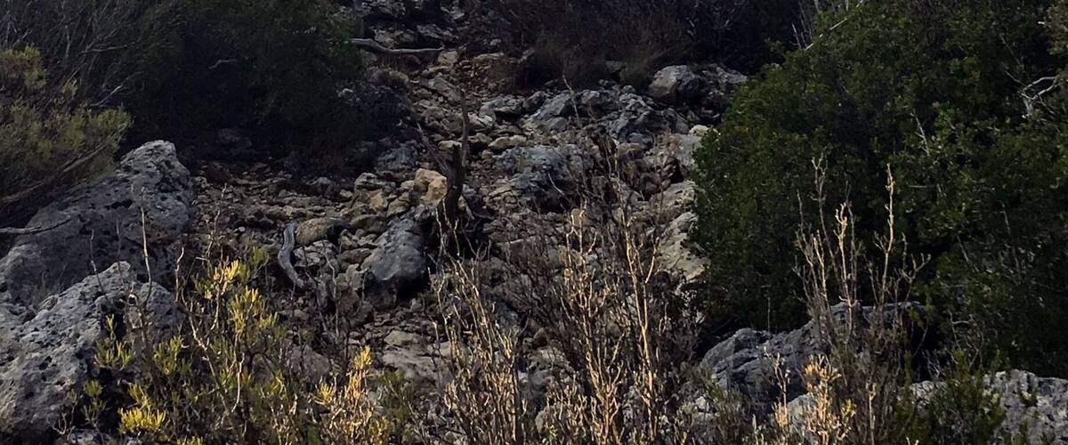 A rugged rock formation with a prominent overhang, surrounded by dense shrubbery and trees.