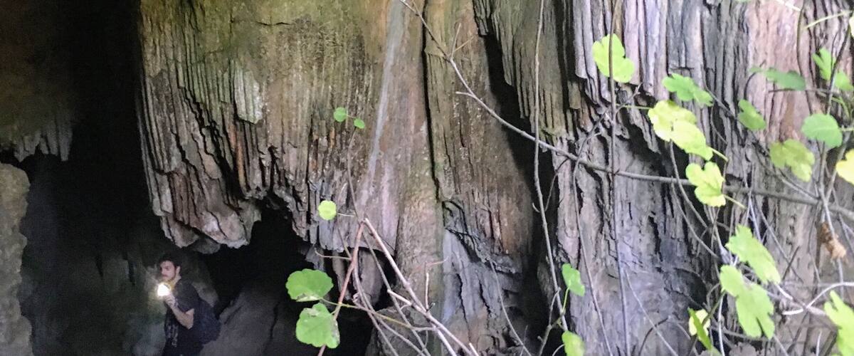 A cave with stalactites and stalagmites, a person holding a flashlight, and green foliage.