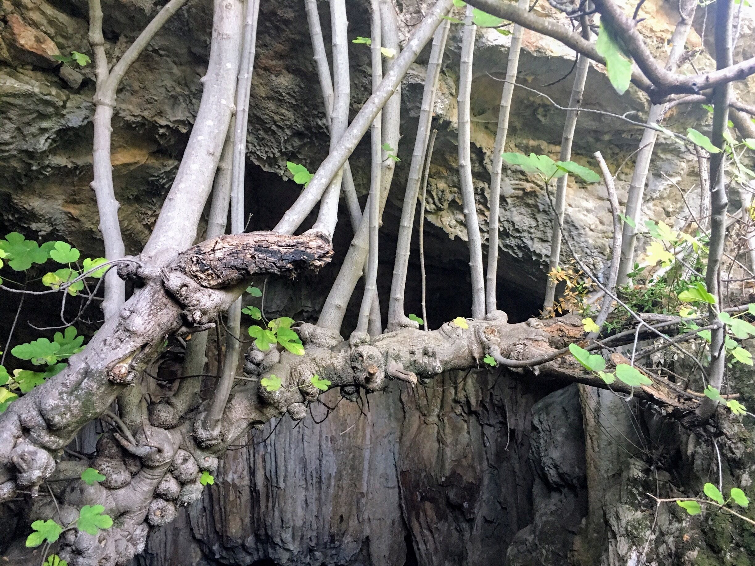 Entrée de la grotte des fées