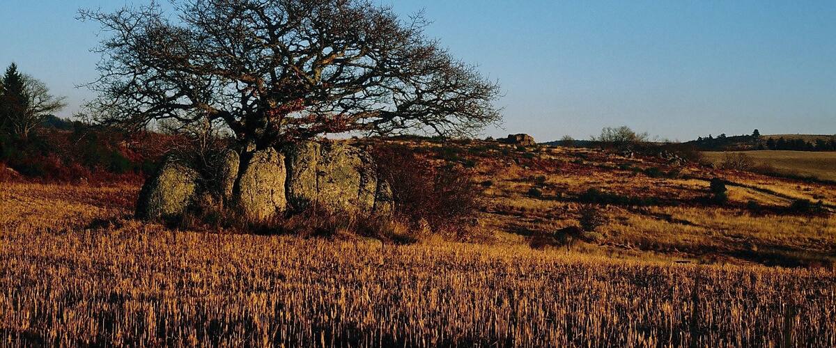 A barren tree with exposed roots in a field of tall, golden grass.