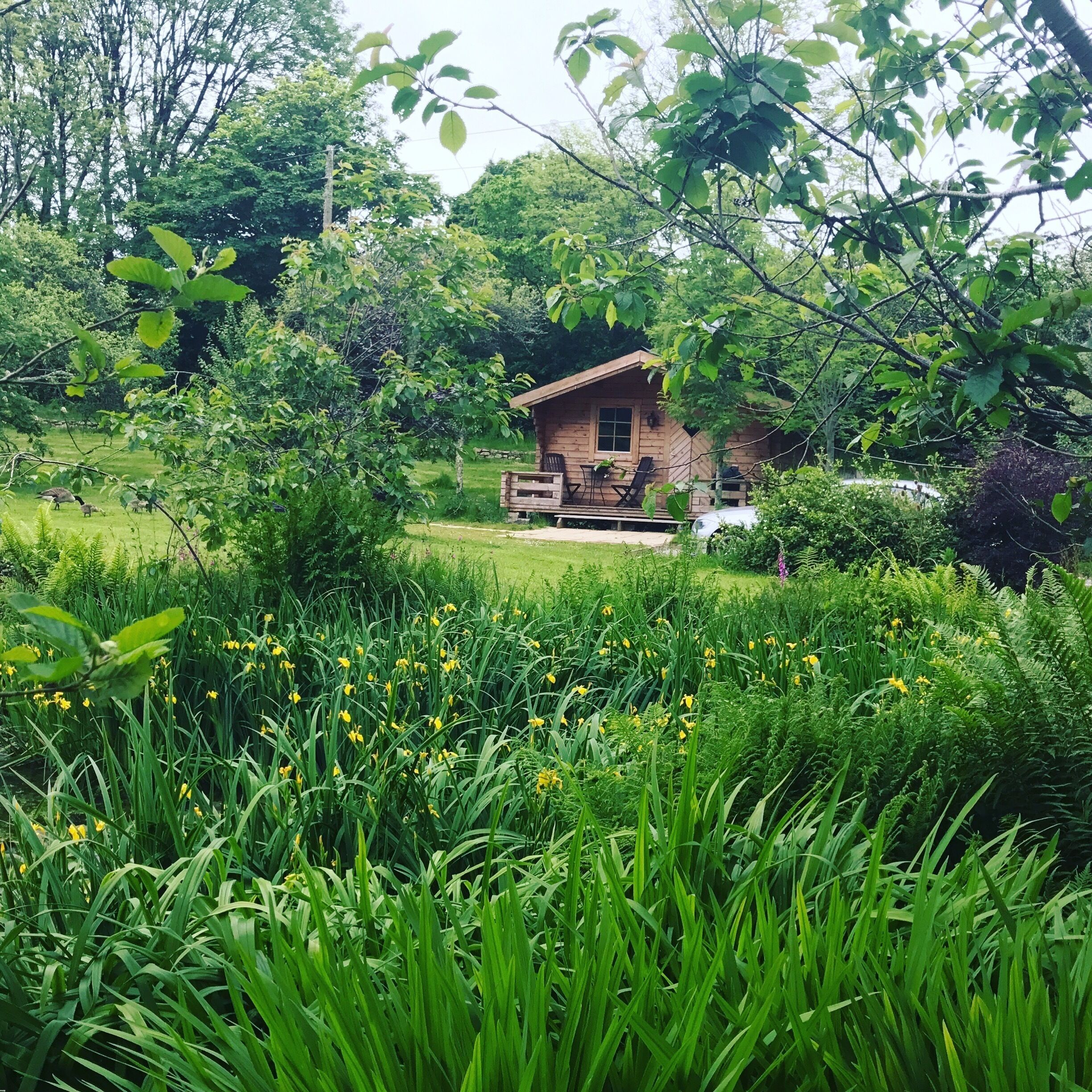 A wooden cabin surrounded by lush greenery and yellow flowers.