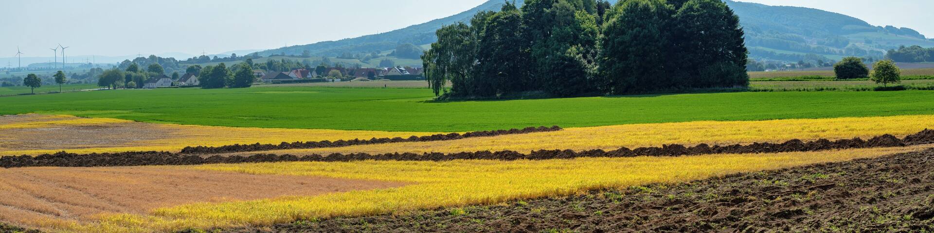 Felder und Baumgruppe beim Lauensteiner Bach. Blick auf Salhemmendorf und den Thüster Berg