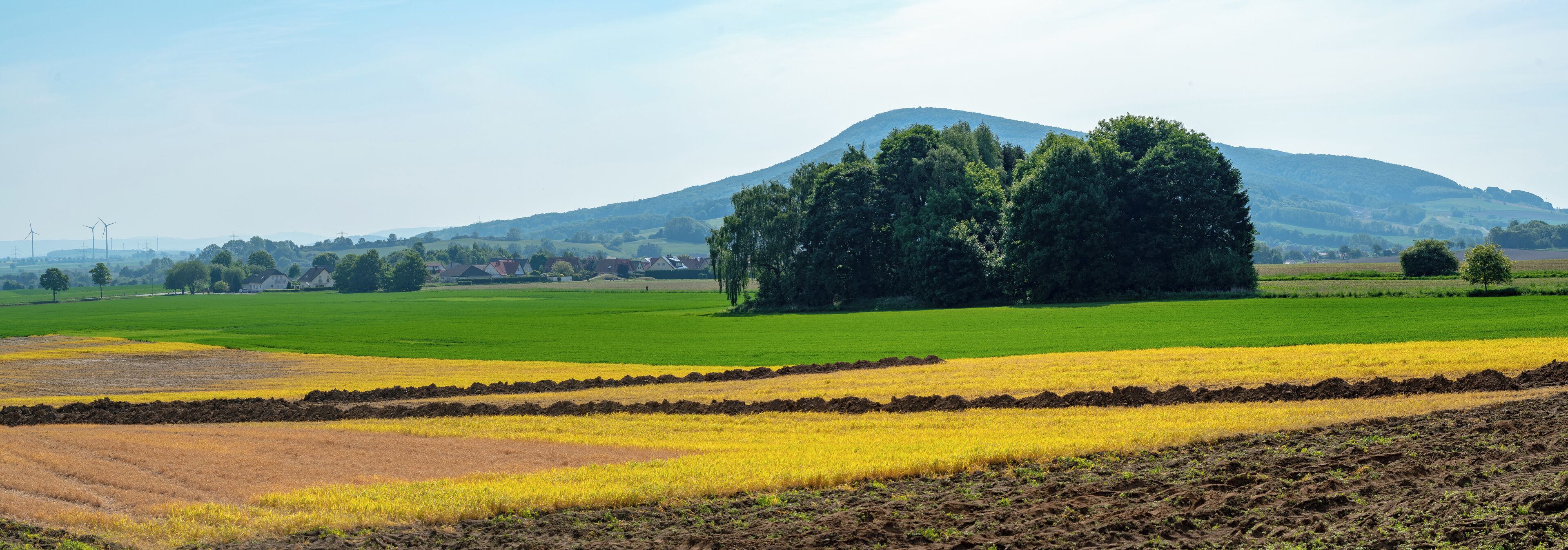 A rural landscape with a large tree, fields of crops, and a mountain in the background.