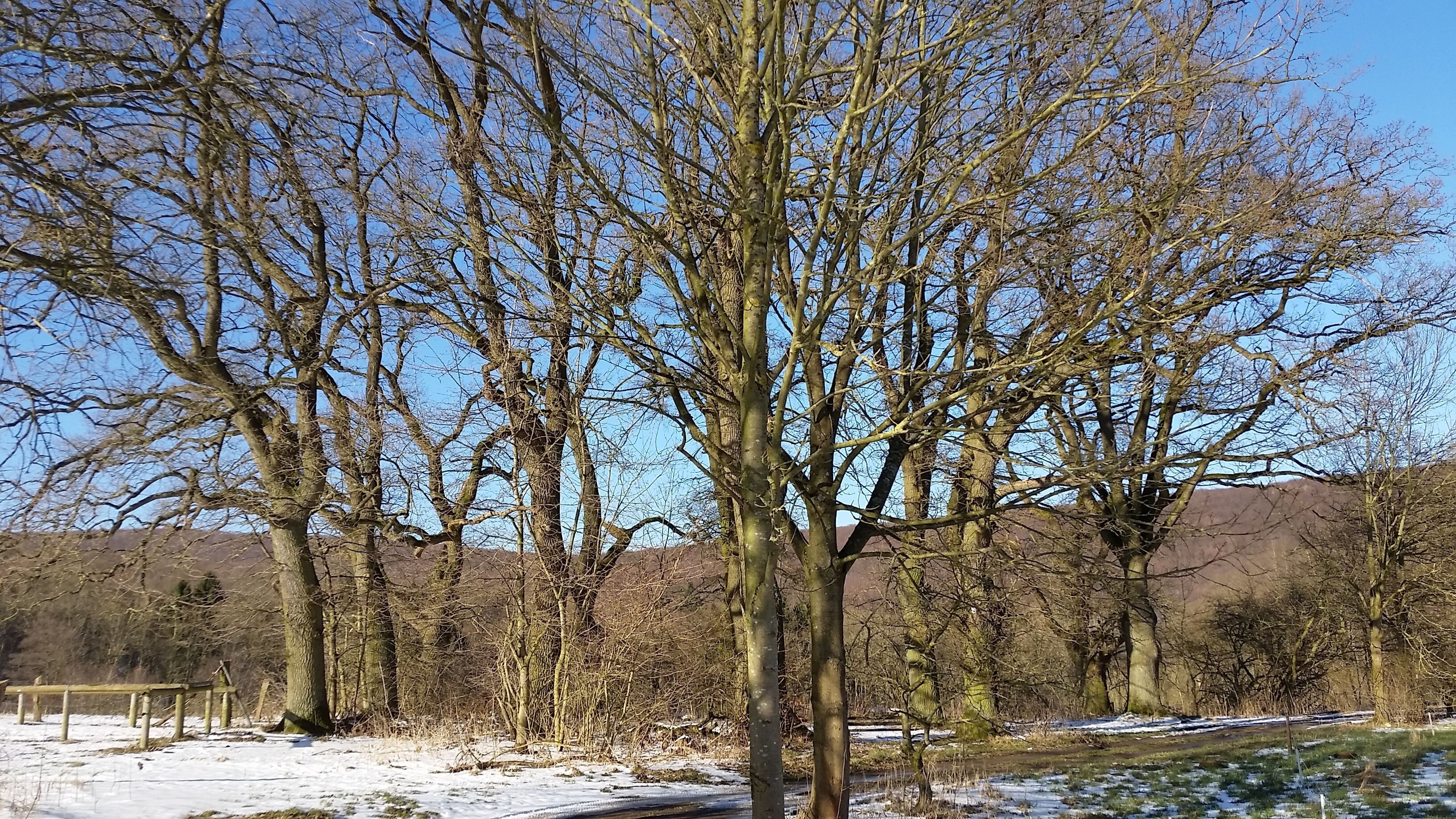 Naturdenkmal "Dreizehn Eichen im Stieghagen" im Ith (Niedersachsen)
