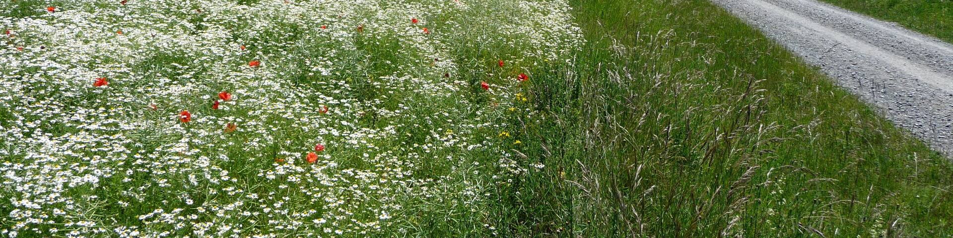 Blick vom Südhang des Thüster Berges nach Süden