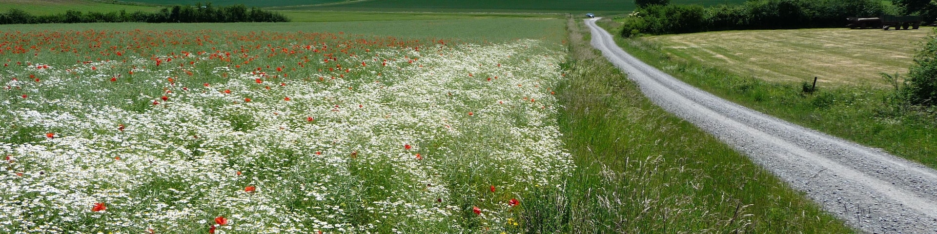 Blick vom Südhang des Thüster Berges nach Süden