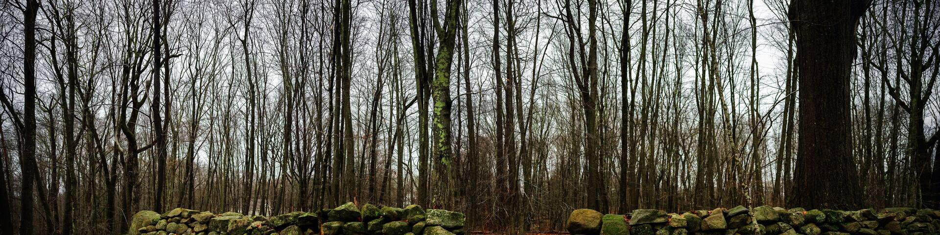 New England Winter Forest Panoramic Landscape with lichen-covered stone walls, bare trees, and fallen foliage on the footpath, lonesome tranquility scenery