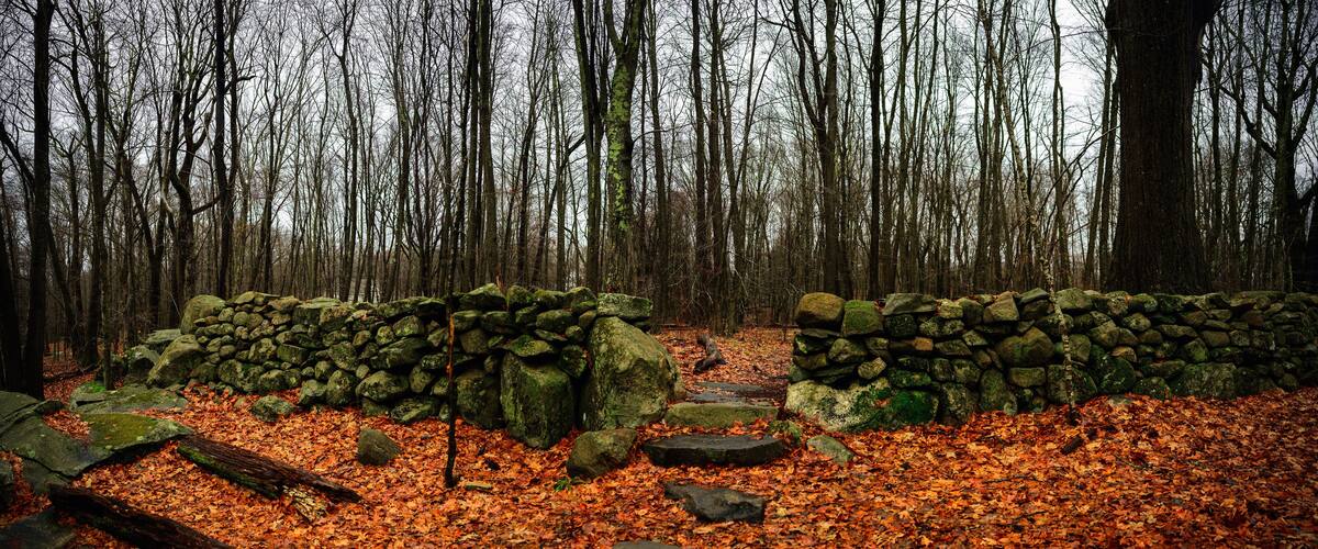 A forest with a stone wall and fallen leaves.