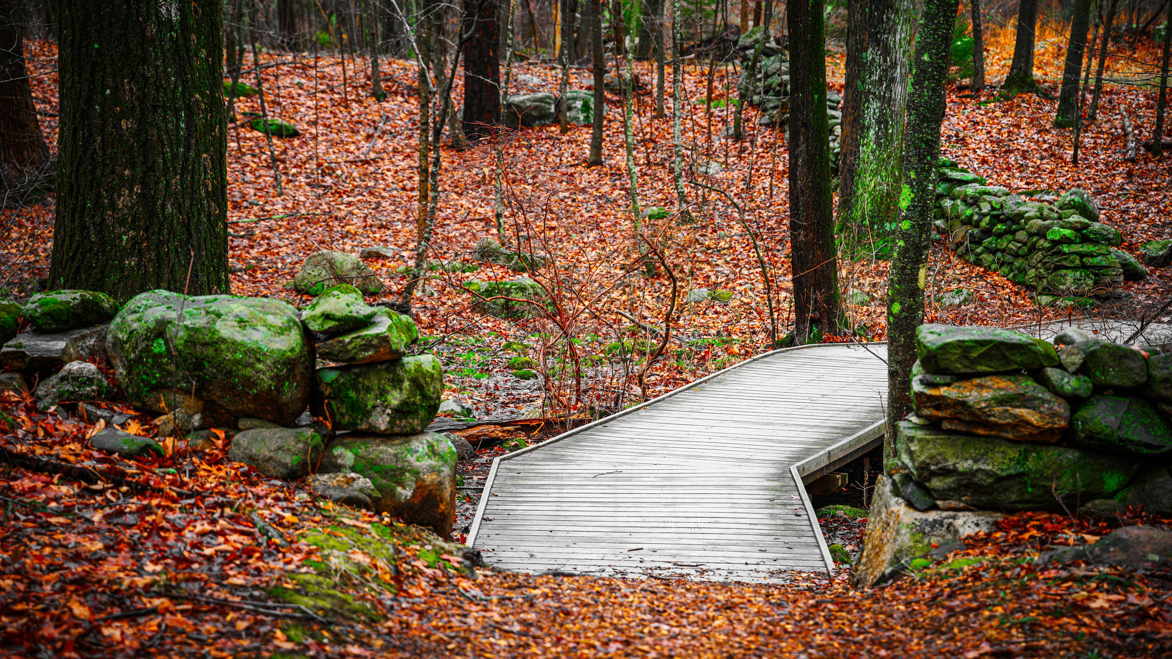 New England Winter Forest Landscape in spring rain with a curved wooden footbridge, lichen-covered stone walls, and bare oak and maple trees on the tranquil footpath in a small town in America