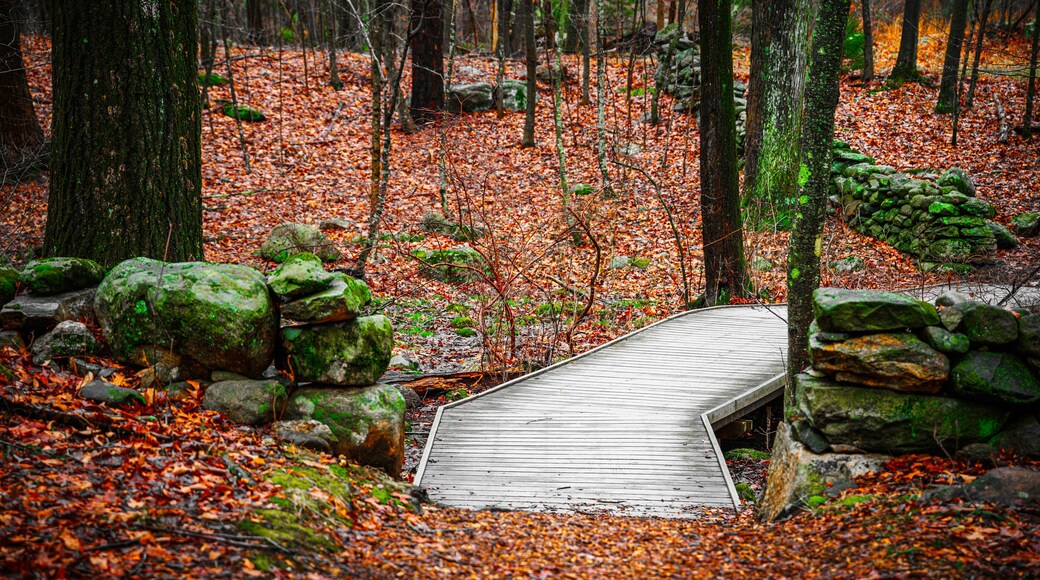 New England Winter Forest Landscape in spring rain with a curved wooden footbridge, lichen-covered stone walls, and bare oak and maple trees on the tranquil footpath in a small town in America