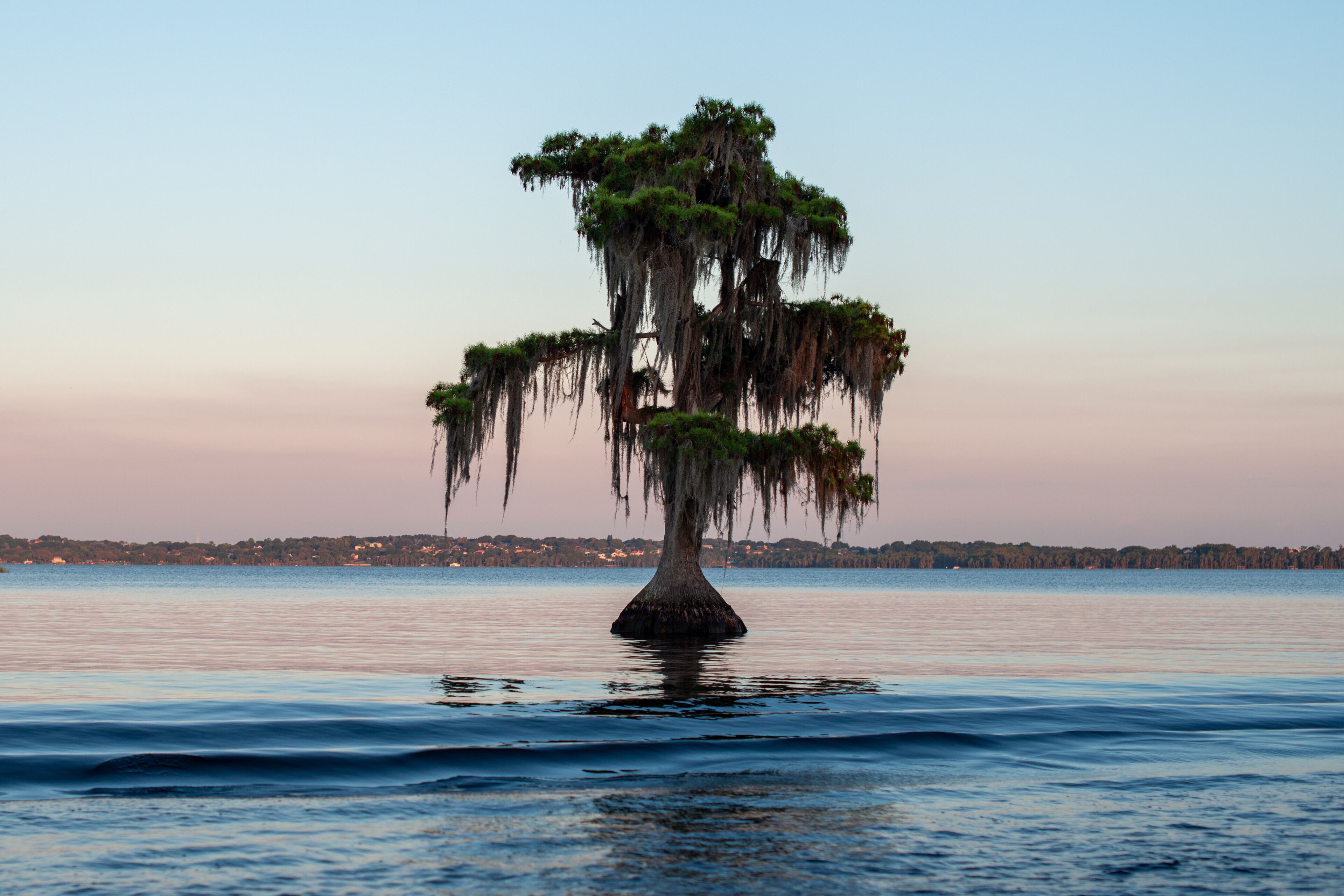 A silhouette of a living tree in Lake Louisa, Clermont, Florida. The large conifer tree has moss hanging from its branches. The sky is the pink and pale blue color at sunset with calm smooth water.