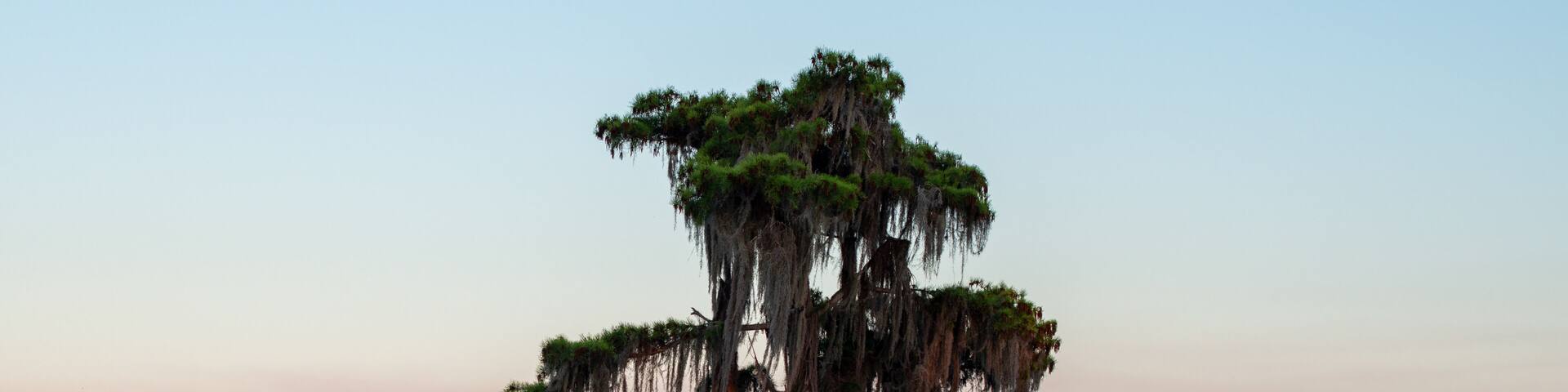A silhouette of a living tree in Lake Louisa, Clermont, Florida. The large conifer tree has moss hanging from its branches. The sky is the pink and pale blue color at sunset with calm smooth water.