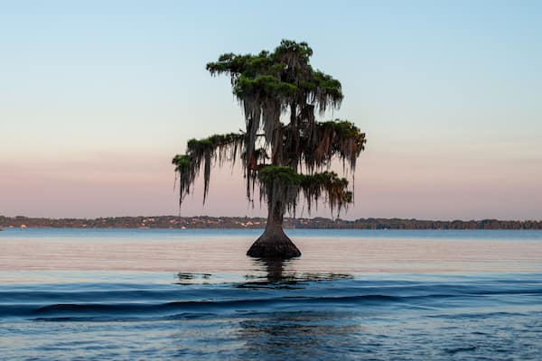 A silhouette of a living tree in Lake Louisa, Clermont, Florida. The large conifer tree has moss hanging from its branches. The sky is the pink and pale blue color at sunset with calm smooth water.