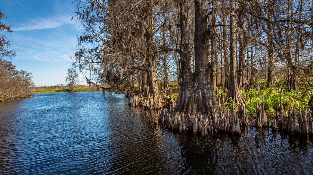 มีโดว์วูดส์
