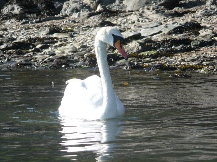 Mute swan not too bothered by me and my kayak.