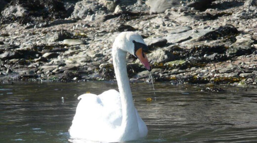 Mute swan not too bothered by me and my kayak.
