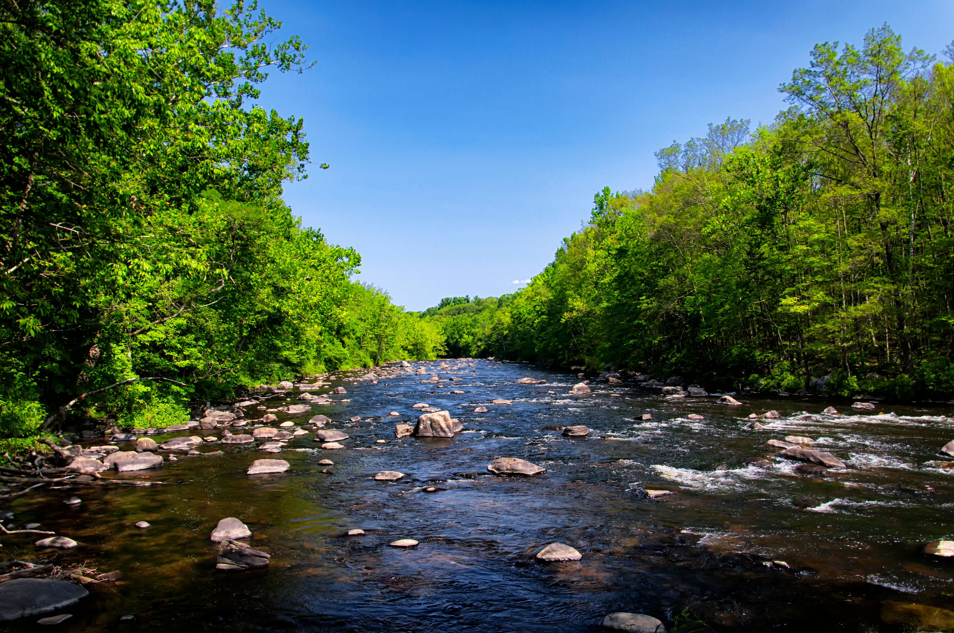A river with clear water, surrounded by dense green trees.